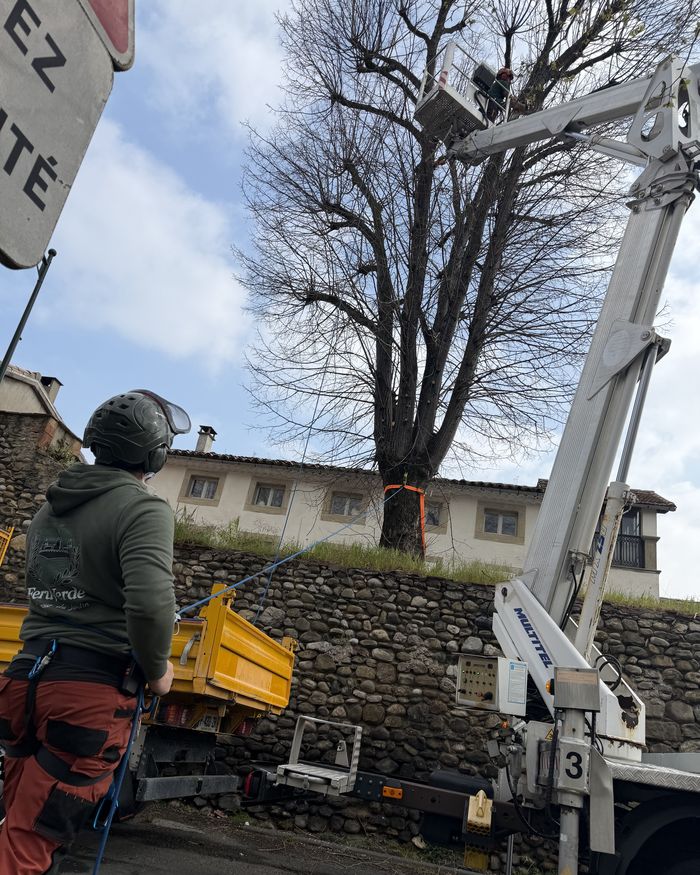 Élagage d'un arbre à la nacelle